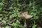 Large mushroom on the forest floor