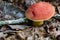 Large Mushroom Growing on the Forest Floor