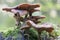 Large mushroom with many insects on a moss covered piece dead wood