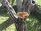 A large mushroom over a tree on a sunny summer day