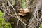Large mushroom polyporus squamosus grows on a lime tree