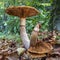 This large mushroom, possibly the Cortinarius trivialis, was in the park De Horsten in Wassenaar