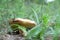 Large Mushroom Suillus close-up