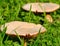 Large mushrooms born among grasses