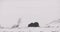 Large musk ox walking in heavy snow blizzard at winter