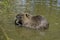 A large muskrat eats food in the pond