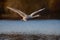 Large Mute Swan in Flight