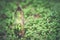 Large mystical faceted quartz crystal on a grass nature background close-up