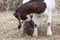 Large, nanny goat nursing baby.