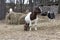 Large nanny goat nursing baby among small her of goats eating hay.