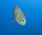 Large napoleon wrasse underwater