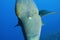 Large napoleon wrasse underwater