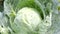 Large natural heads of cabbage grown in their own garden, vegetable. Organic healthy food, freshness