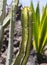 Large naturalised cactii in the flwer beds along the sea front in Playa de Las Americas in Teneriffe