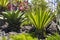 Large naturalised cactii in the flwer beds along the sea front in Playa de Las Americas in Teneriffe