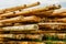 Large neatly stacked piles of peeled logs