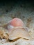 Large necklace shell, Euspira catena. Achmelvich Bay, Diving, Scotland