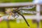 Large neon green and yellow colored dragonfly in Vang Norway