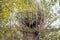 Large nest on a tree
