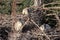 Large nesting colony, Molukken ibis, Theristicus molucca, Western Australia