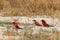 Large nesting colony of Nothern Carmine Bee-eater