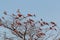 Large nesting colony of Nothern Carmine Bee-eater