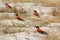 Large nesting colony of Nothern Carmine Bee-eater