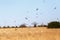 Large nesting colony of Nothern Carmine Bee-eater