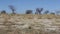 Large nesting colony of Nothern Carmine Bee-eater