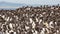 Large nesting seabird colony