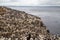 Large nesting seabird colony