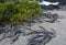 A large nesting site for marine iguanas in the Galapagos Islands