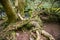 A large network of intricate tree roots, Golitha Falls, Cornwall