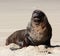 A large New Zealand Sea Lion relaxing on a beach at Surat Bay in the Catlins in the South Island in New Zealand