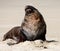 A large New Zealand Sea Lion stretching on a beach at Surat Bay in the Catlins in the South Island in New Zealand