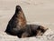 A large New Zealand Sea Lion yawning on a beach at Surat Bay in the Catlins in the South Island in New Zealand