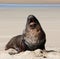 A large New Zealand Sea Lion yawning on a beach at Surat Bay in the Catlins in the South Island in New Zealand