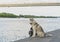 Large nice husky with brownish gray-white coat at the Dnieper river coastline, having a walk with his master. On the background is