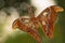 Large night butterfly, giant satin, attack satin, on a blurred green background