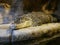 A large Nile crocodile with a closed mouth lies in a huge terrarium against a stone wall of gray-brown color.