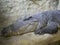 A large Nile crocodile with a closed mouth lies in a huge terrarium against a stone wall of gray-brown color.