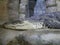 A large Nile crocodile with a closed mouth lies in a huge terrarium against a stone wall of gray-brown color.