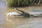 Large nile crocodile eat a fish on river bank