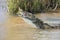 Large nile crocodile eat a fish on river bank