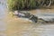 Large nile crocodile eat a fish on river bank