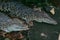 Large nile crocodile eat a meet