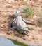 Large Nile Crocodile beside a river in the Kruger Park