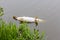 Large northern pike floating in Dutch lake near Leiden