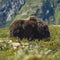 Large Norwegian musk ox (Ovibos moschatus) standing in a grassy meadow