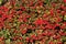 Large number bright red berries Cotoneaster plant